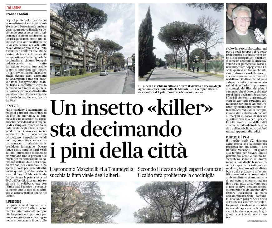 INSETTO KILLER A CASERTA